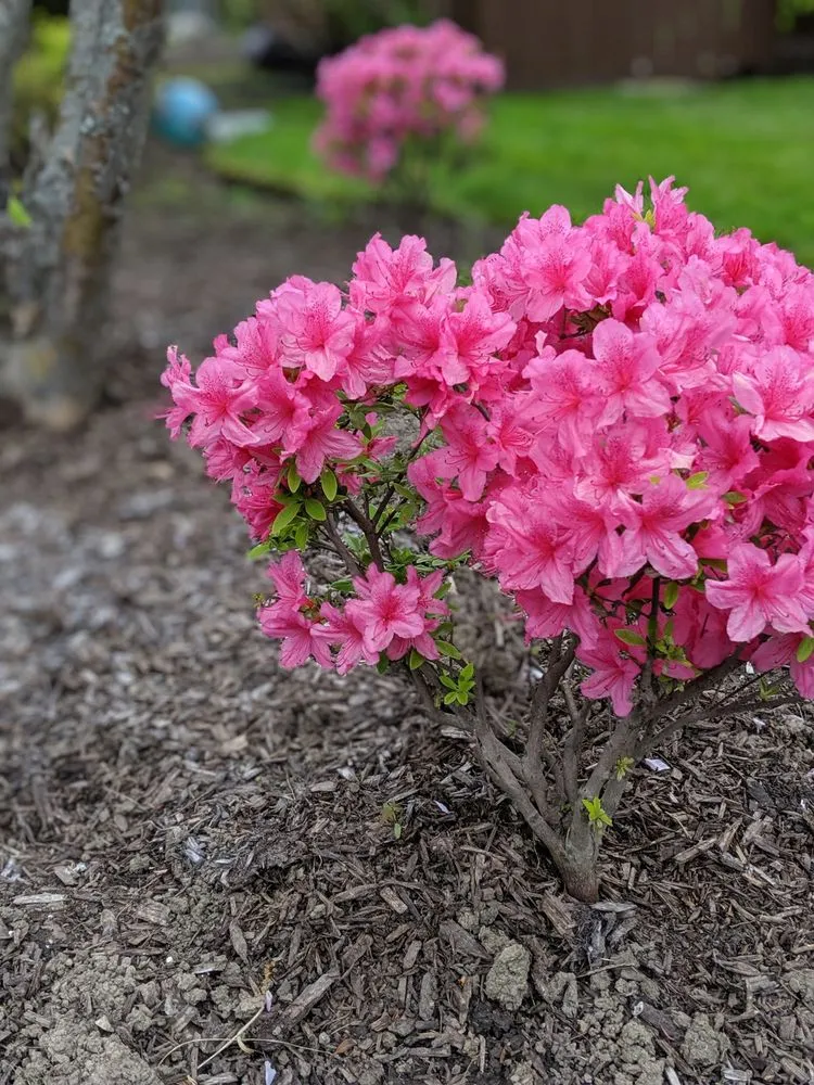 Trusted garden landscaping in Parma, OH - Tayeh Landscaping