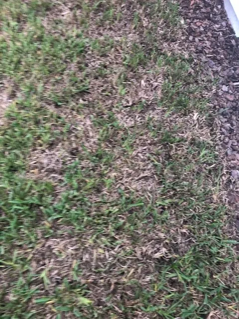 Affordable lawn mowing service in Hilden, FL - Taylor Anthony 365