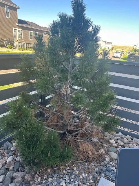 Affordable yard maintenance in Parker, CO by Taylor Brothers Landscape