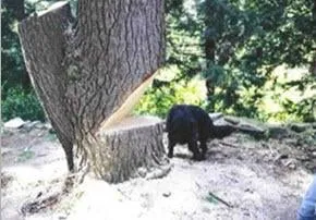 Local garden landscaping in Amherst, MA - Taylor Davis Landscape Co-TLC