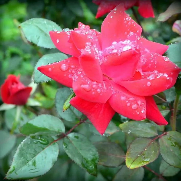 Local yard cleanup service in Shawnee, KS by Taylor Lawn & Landscaping