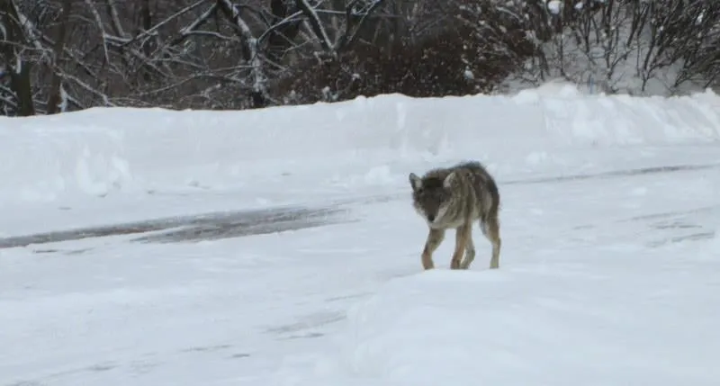 Professional lawn mowing service in Shawnee, KS - Taylor Lawn & Landscaping