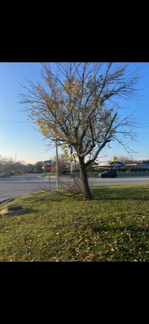 Trusted landscape installation for beautiful yards across Lawrence, KS - Taylor Lawn and Tree