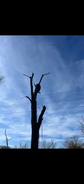 Reliable landscape design in Lawrence, KS - Taylor Lawn and Tree