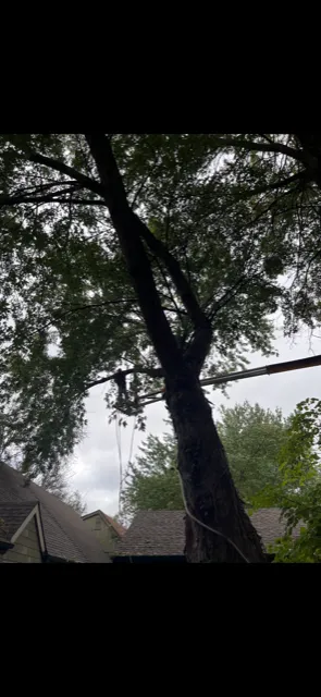 Affordable yard cleanup service with custom design in Lawrence, KS by Taylor Lawn and Tree