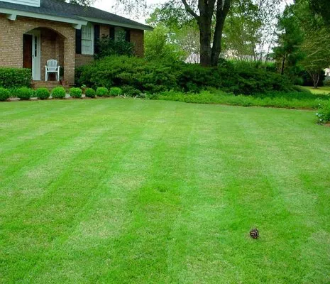 Taylor Lawn Service Logo