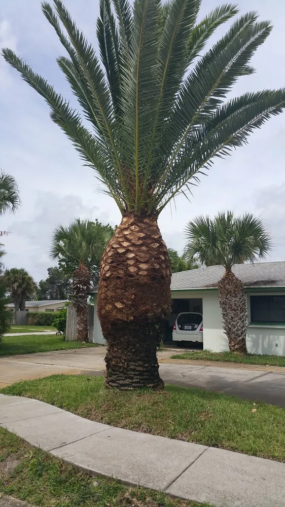 Local landscape installation in Palm Bay, FL by Taylor Made Trees