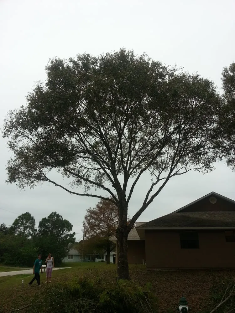 Expert lawn care service for residential properties across Palm Bay, FL - Taylor Made Trees