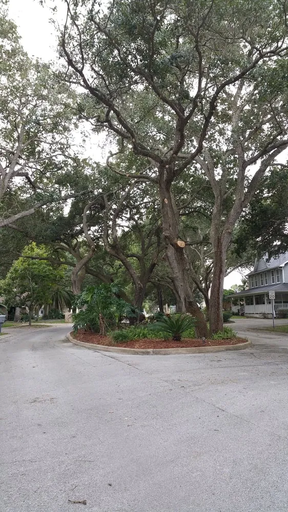 Expert yard maintenance in Palm Bay, FL - Taylor Made Trees