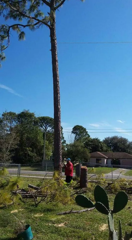 Expert garden landscaping experts serving Palm Bay, FL - Taylor Made Trees