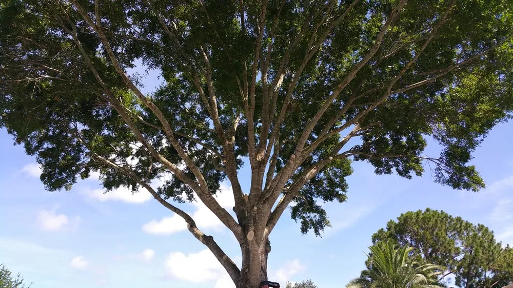 Affordable lawn care service experts serving Palm Bay, FL - Taylor Made Trees