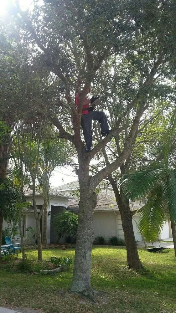 Custom residential landscaping for homes across Palm Bay, FL - Taylor Made Trees