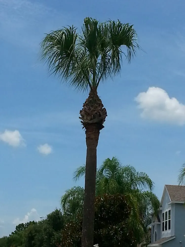 Affordable yard cleanup service in Palm Bay, FL by Taylor Made Trees
