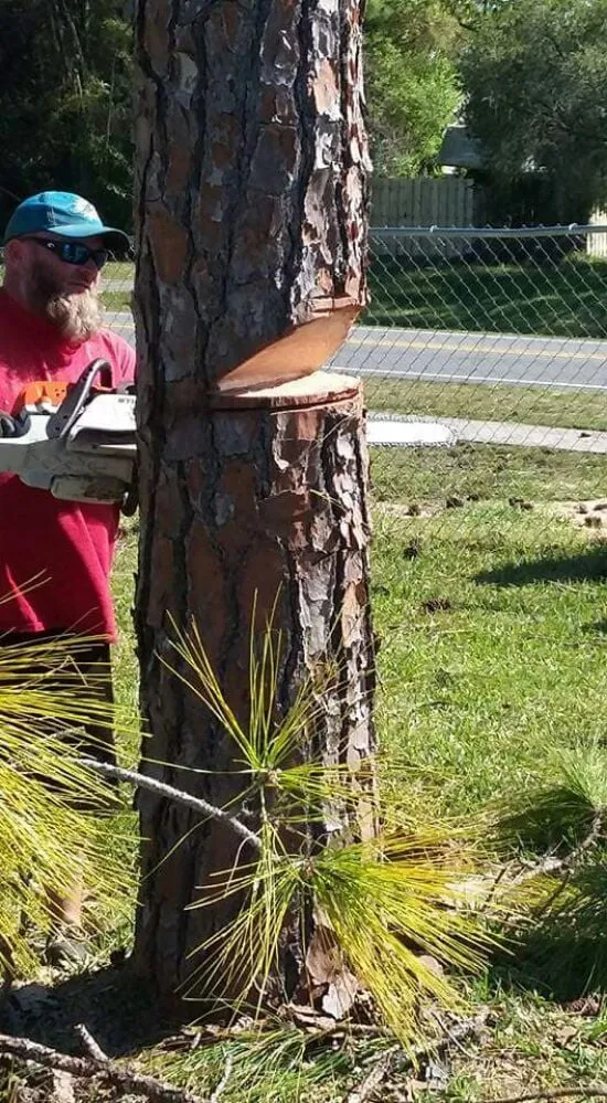 Affordable lawn mowing service in Palm Bay, FL - Taylor Made Trees