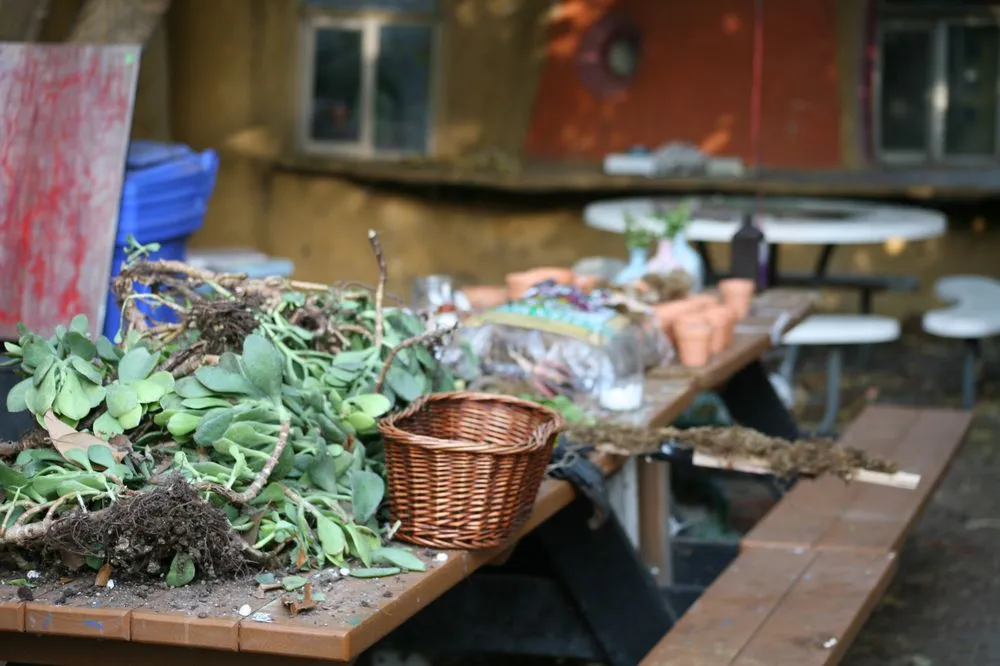 Custom landscaping services in Pomona, CA by Taylor Smith Succulents