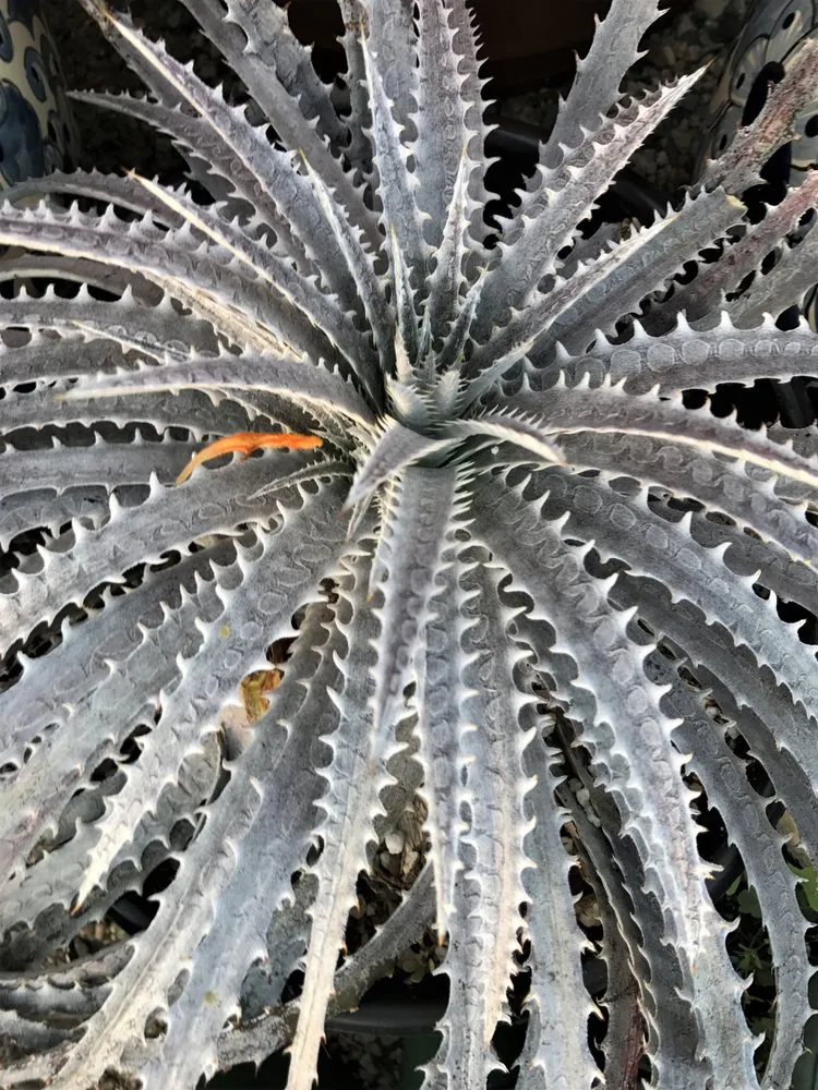 Reliable lawn care service in Pomona, CA - Taylor Smith Succulents