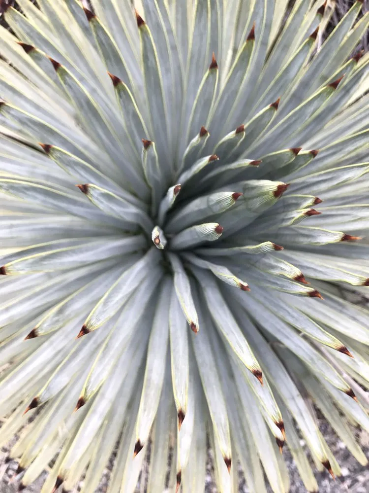 Professional yard cleanup service near you across Pomona, CA - Taylor Smith Succulents