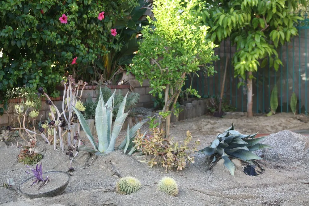 Local yard cleanup service in Pomona, CA by Taylor Smith Succulents