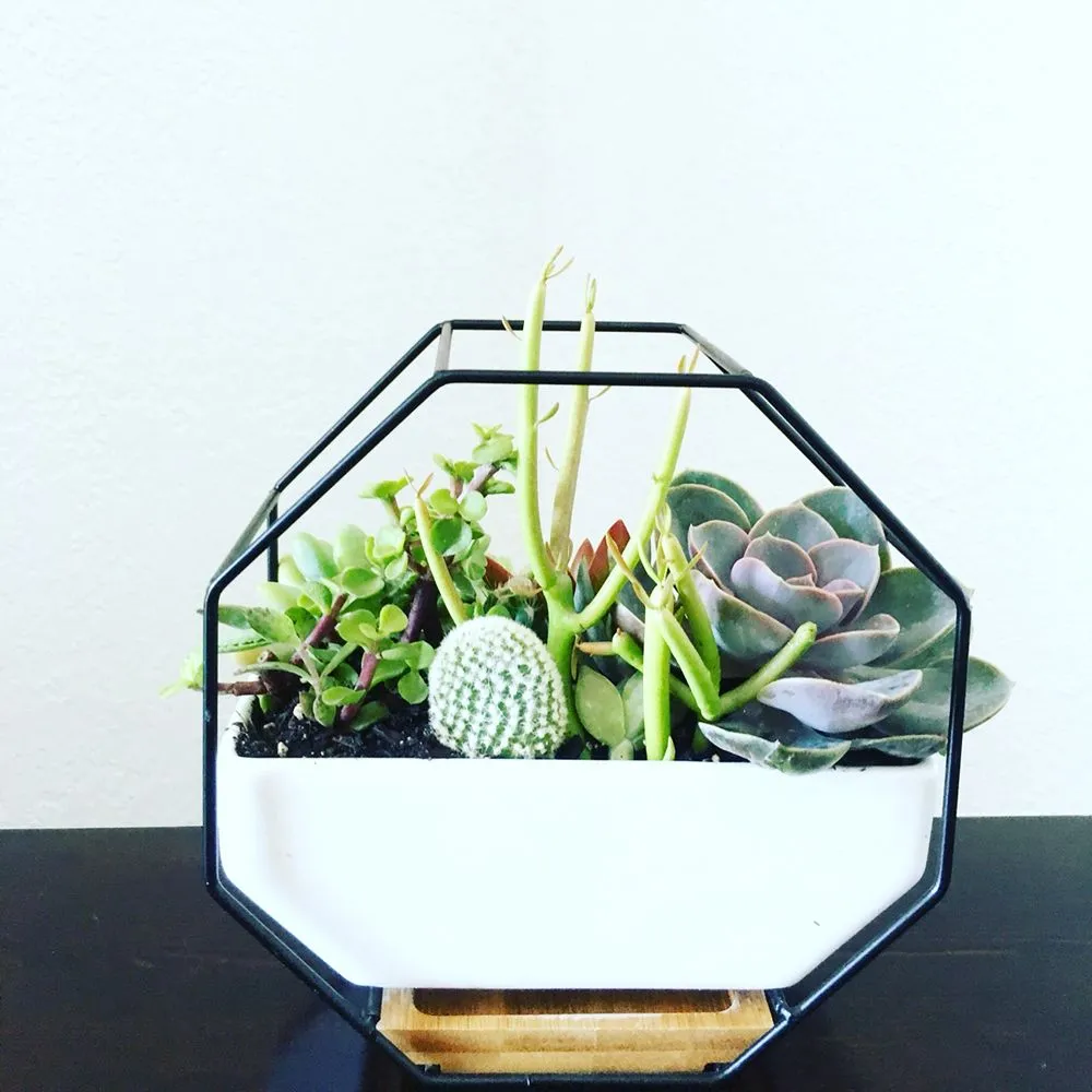 Local landscaping services in Pomona, CA - Taylor Smith Succulents