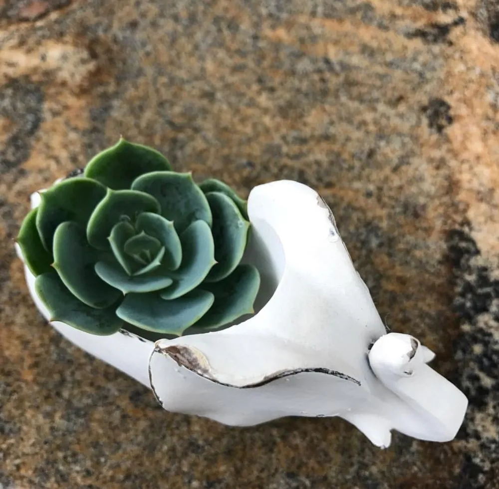 Custom yard cleanup service in Pomona, CA by Taylor Smith Succulents