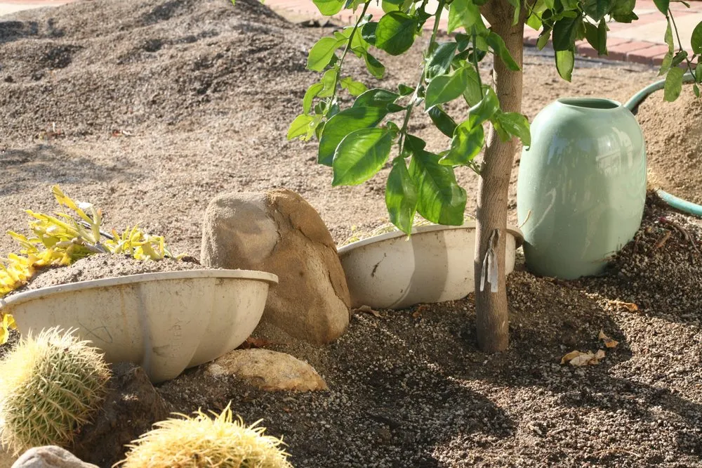 Affordable landscape design for homes across Pomona, CA - Taylor Smith Succulents