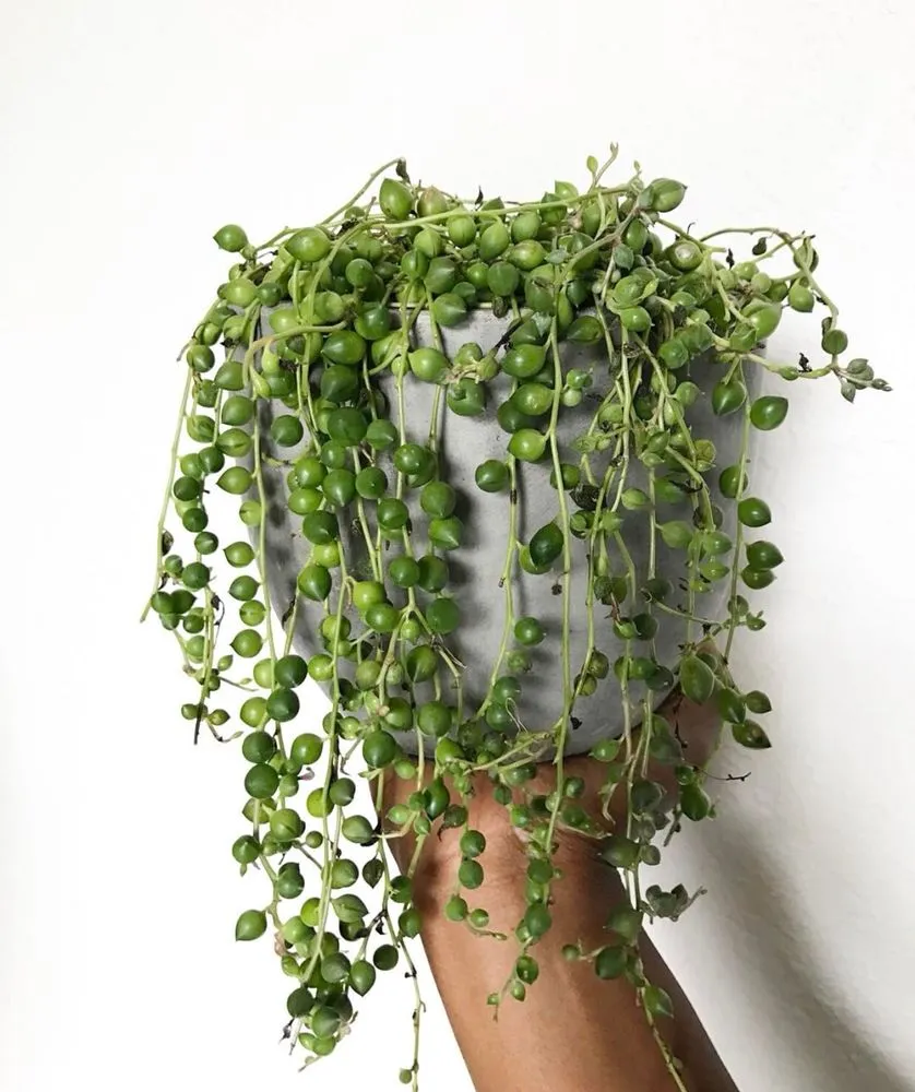 Expert lawn care service for outdoor upgrades across Pomona, CA - Taylor Smith Succulents