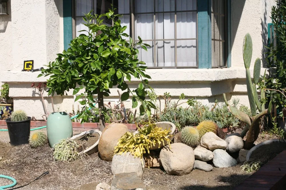 Top-rated residential landscaping experts serving Pomona, CA - Taylor Smith Succulents