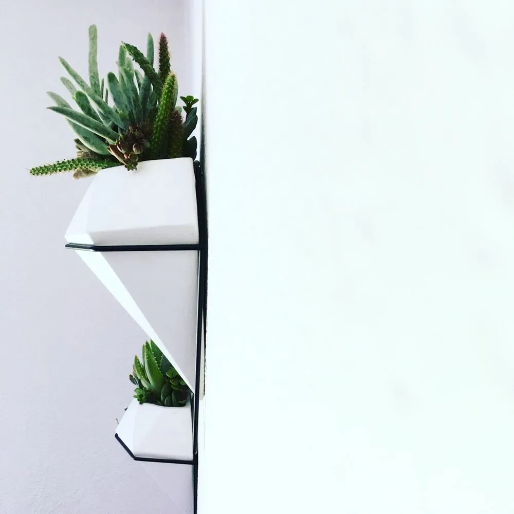 Custom lawn care service for homes across Pomona, CA - Taylor Smith Succulents