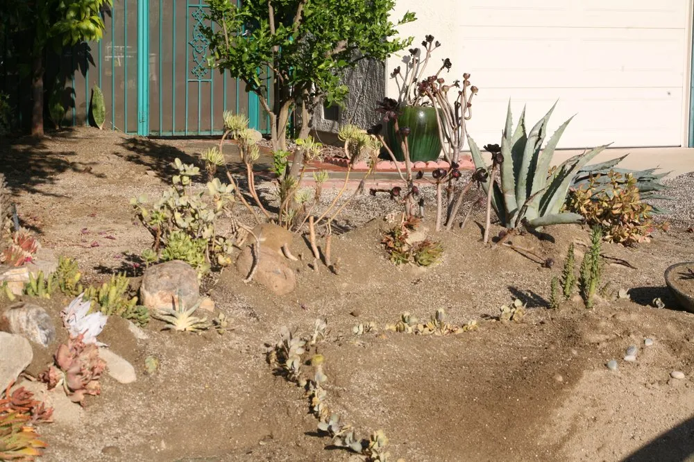 Local yard cleanup service experts serving Pomona, CA - Taylor Smith Succulents