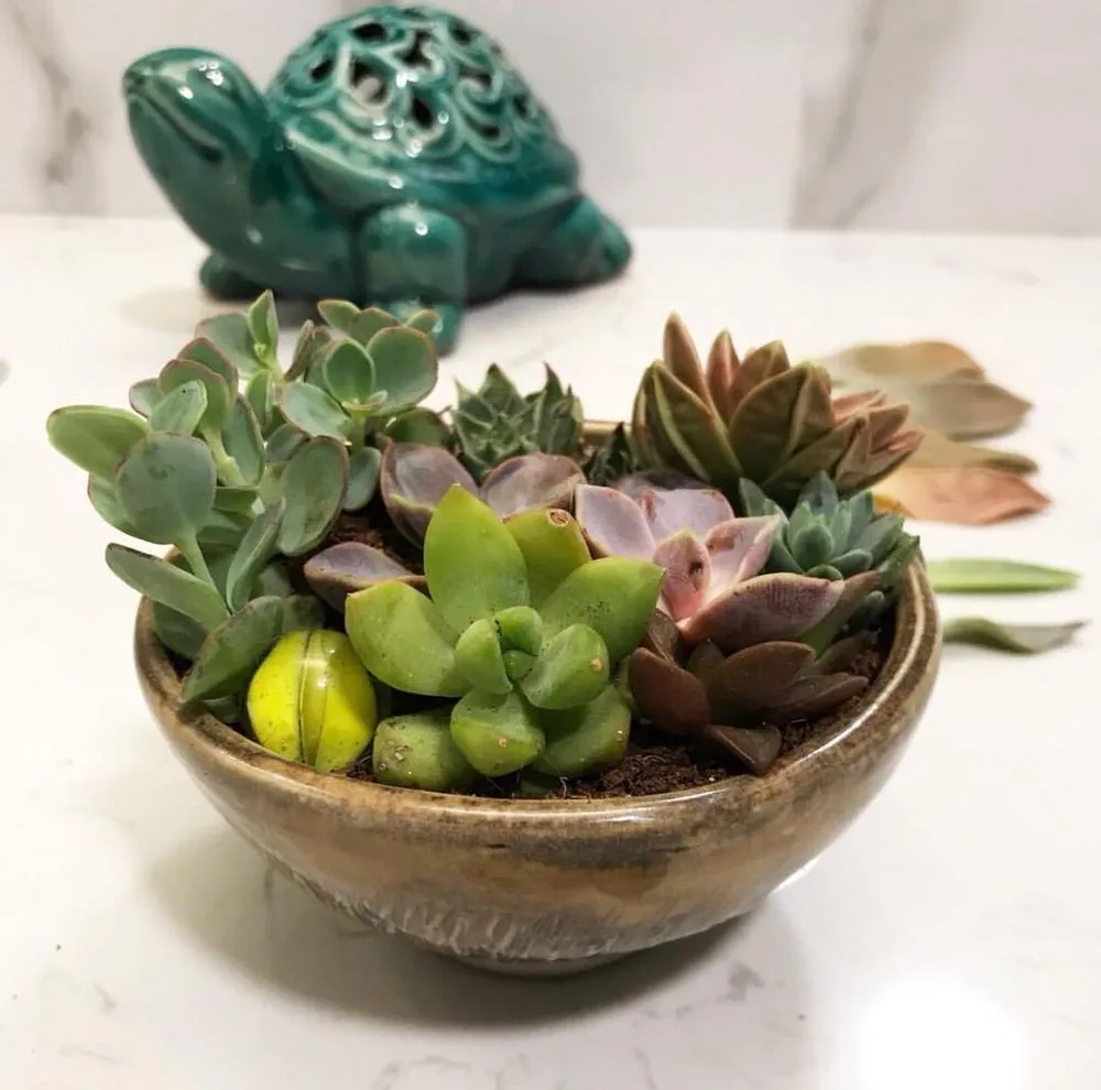 Reliable landscape design with custom design in Pomona, CA by Taylor Smith Succulents