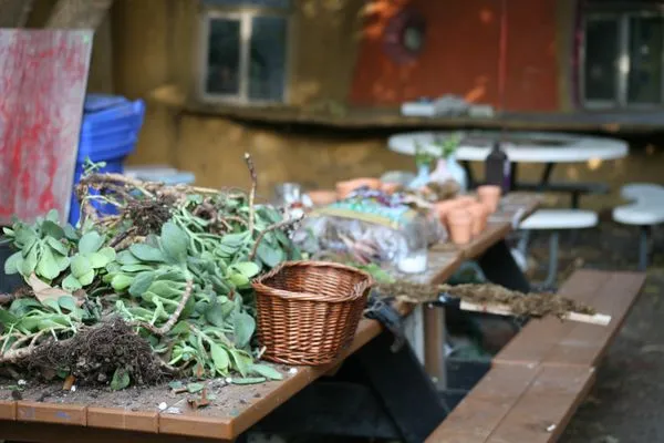 Taylor Smith Succulents Logo