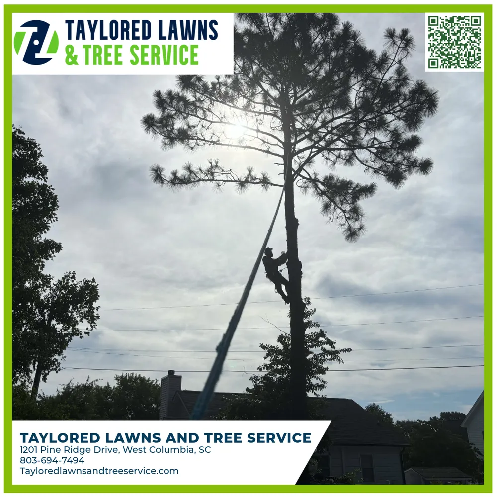 Professional lawn care service for year-round maintenance across West Columbia, SC - Taylored Lawns & Tree Service