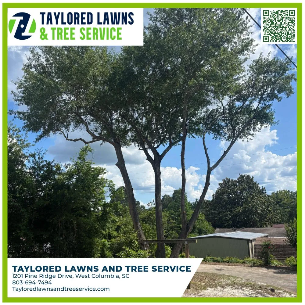 Professional outdoor landscaping in West Columbia, SC by Taylored Lawns & Tree Service