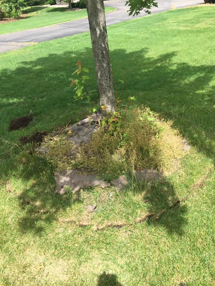 Expert lawn mowing service in Princeton, MN - Taylors All Season