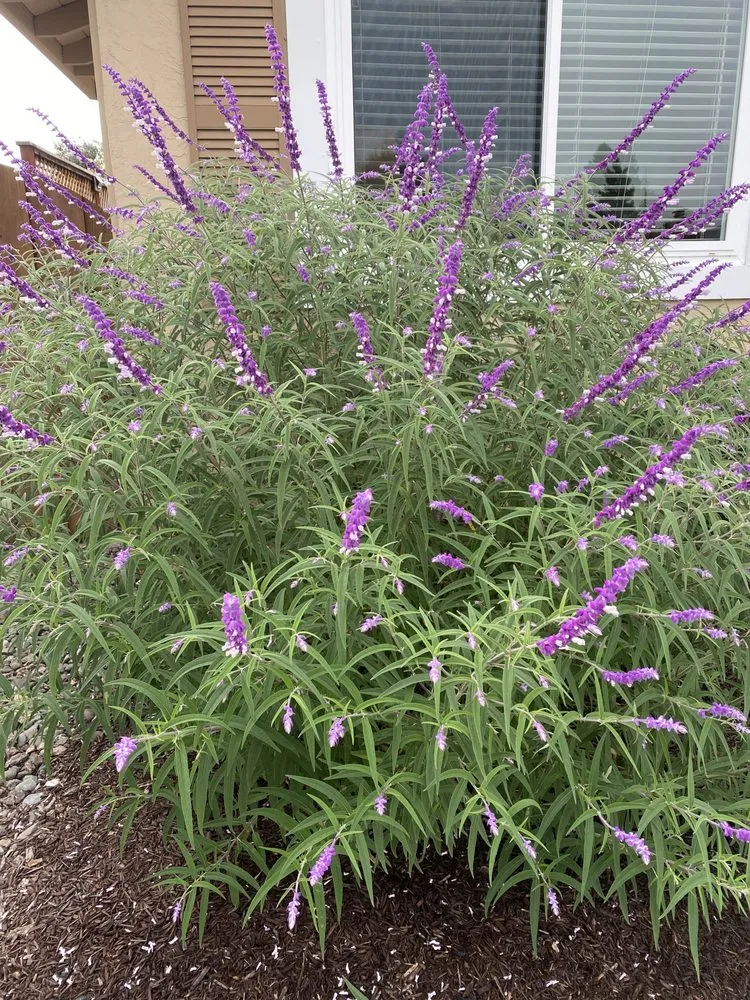 Professional landscape design in Petaluma, CA by Taylor's Eco-Friendly Landscape Management