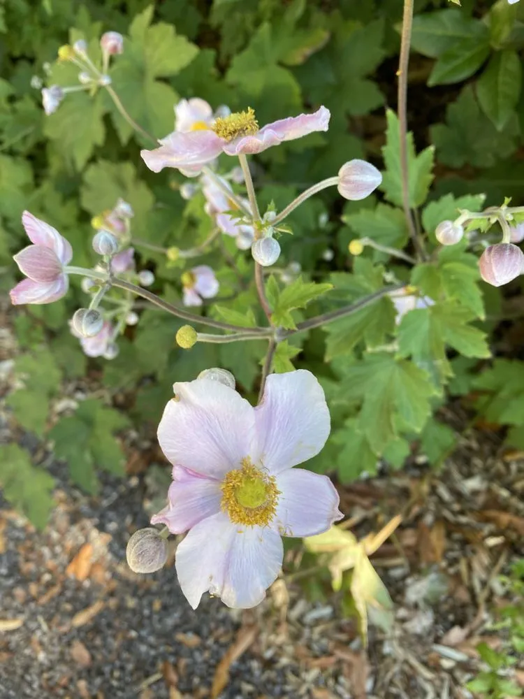 Affordable lawn care service experts serving Petaluma, CA - Taylor's Eco-Friendly Landscape Management