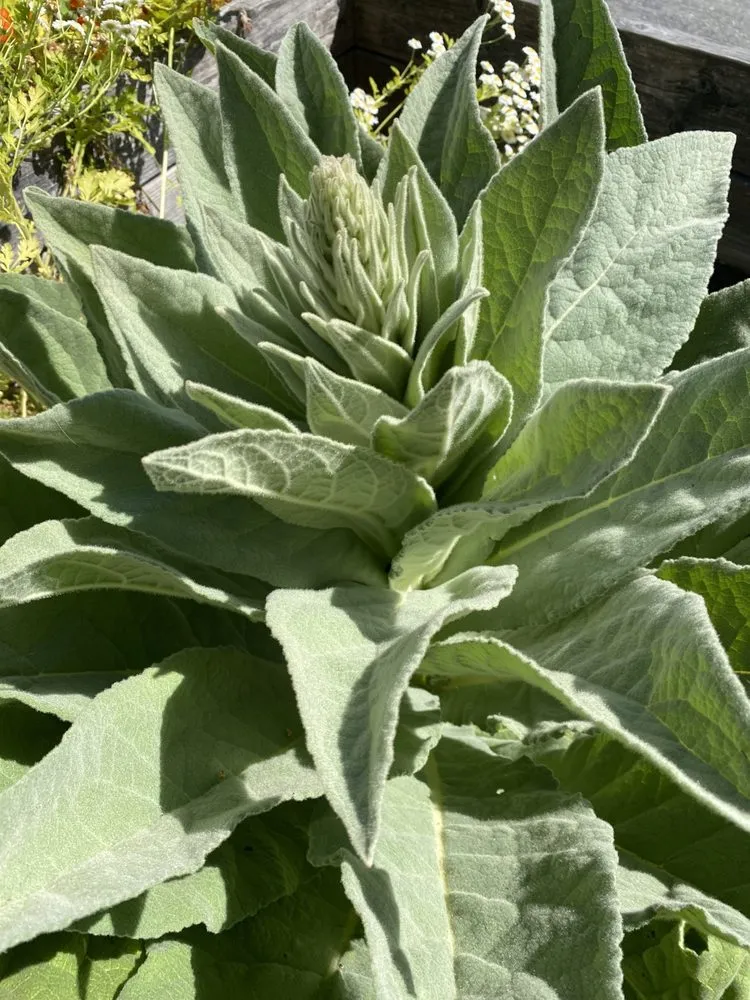 Custom yard cleanup service in Petaluma, CA - Taylor's Eco-Friendly Landscape Management