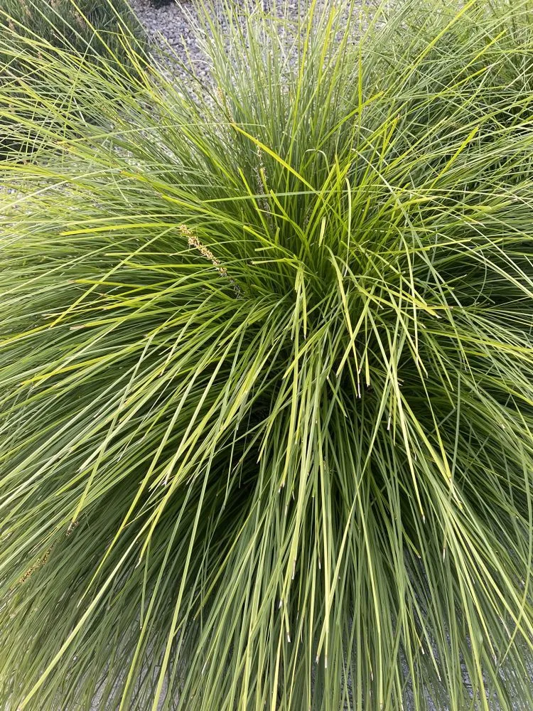 Reliable garden landscaping for homes across Petaluma, CA - Taylor's Eco-Friendly Landscape Management