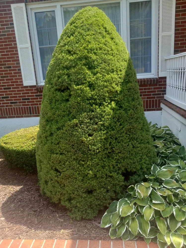 Custom yard maintenance in Rocky Gap, VA - Taylor's Lawn Care