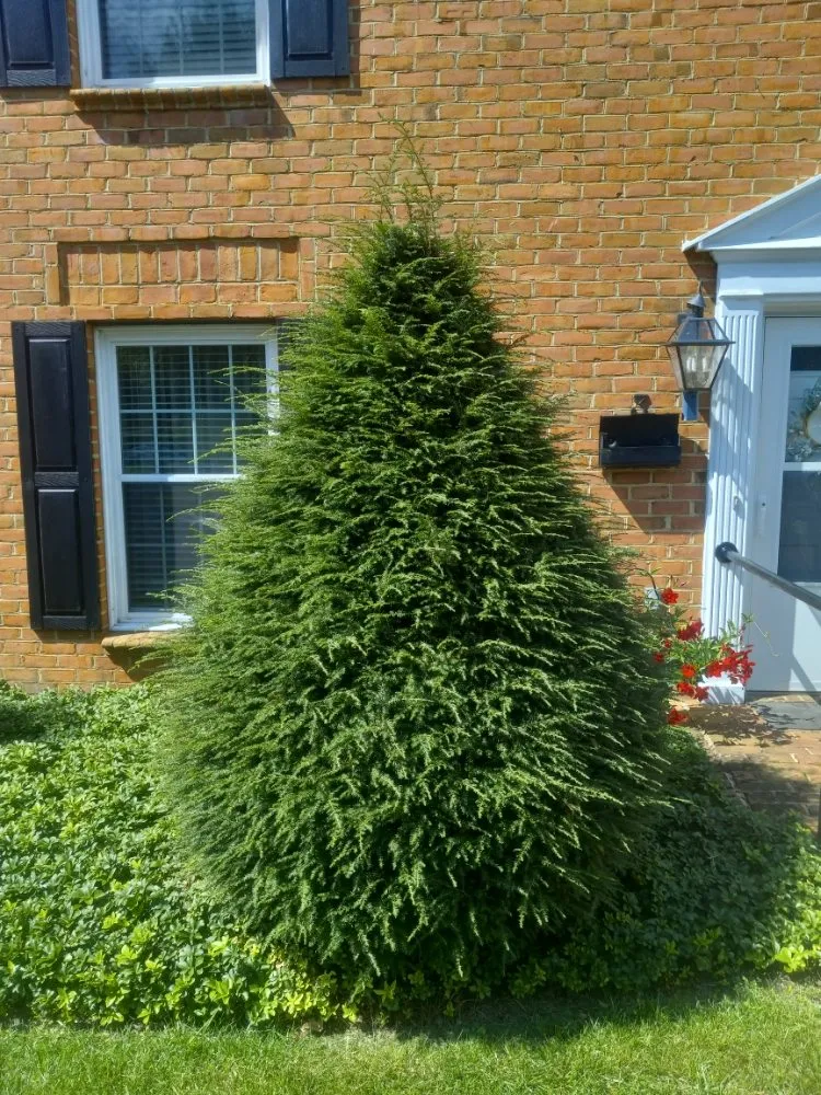 Top-rated lawn mowing service in Rocky Gap, VA by Taylor's Lawn Care