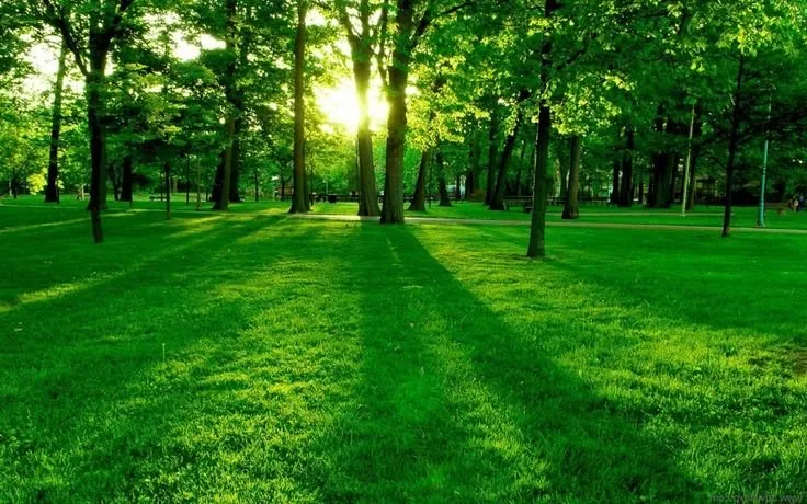 Professional outdoor landscaping in Bay county, GA by Taylors Soil Systems