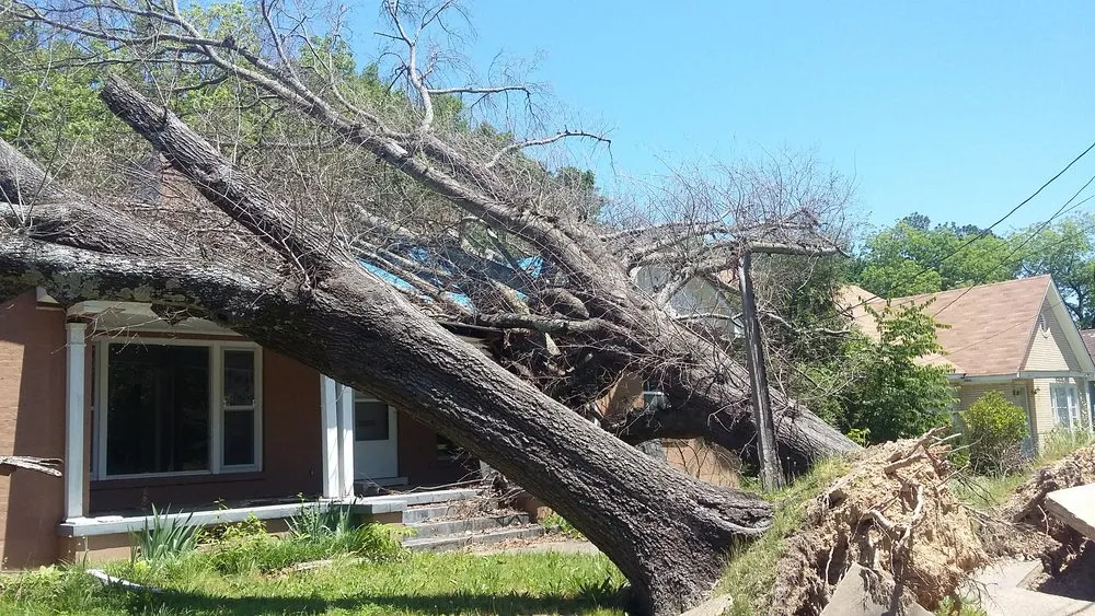 Custom yard cleanup service experts serving Hot Springs, AR - Taylor's Tender Care