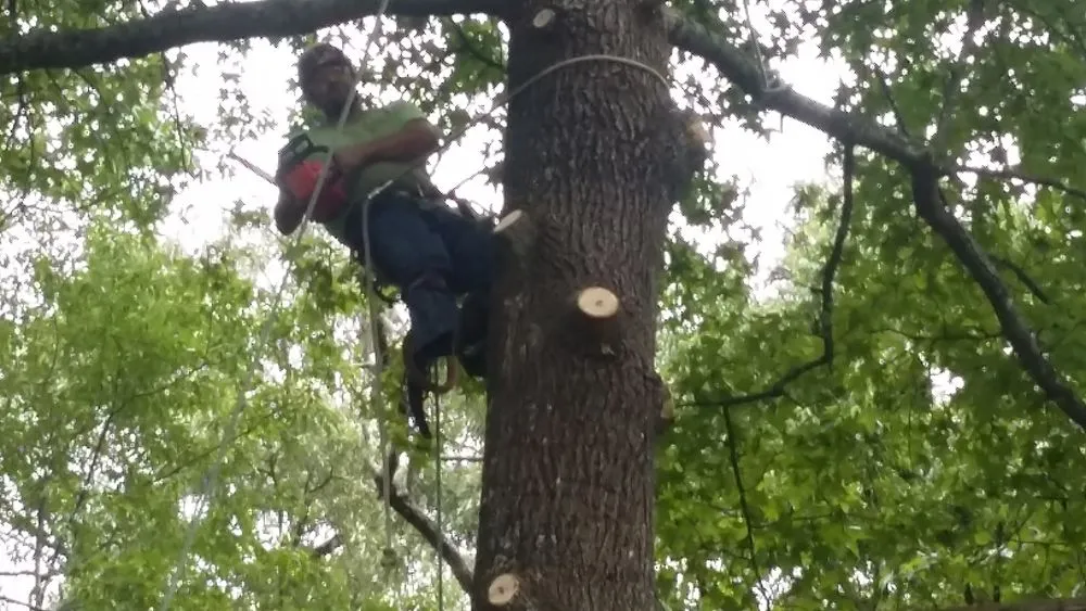 Affordable landscaping services in Hot Springs, AR - Taylor's Tender Care