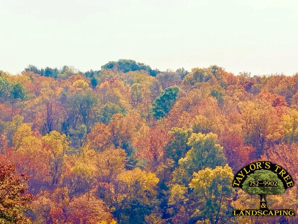 Top-rated lawn mowing service in Cincinnati, OH by Taylor's Tree & Landscaping