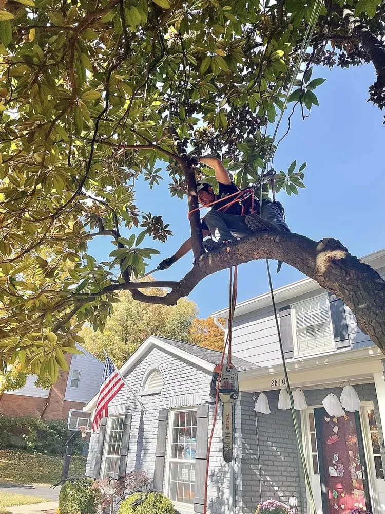 Local lawn care service experts serving Cincinnati, OH - Taylor's Tree & Landscaping