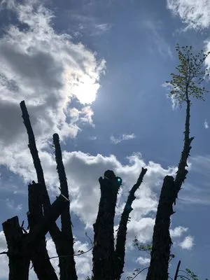 Taylor’s Tree And Outdoor Services Logo