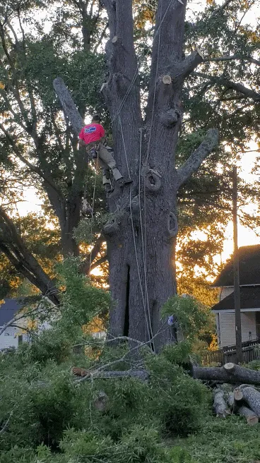 Trusted landscape design for residential properties across Union, SC - Taylor's Treescapes