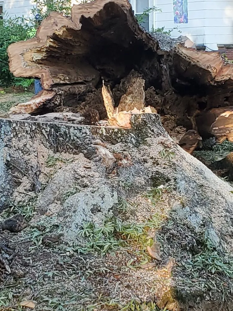 Expert landscape design experts serving Union, SC - Taylor's Treescapes