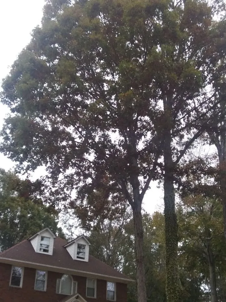 Professional lawn care service for residential properties in Union, SC by Taylor's Treescapes