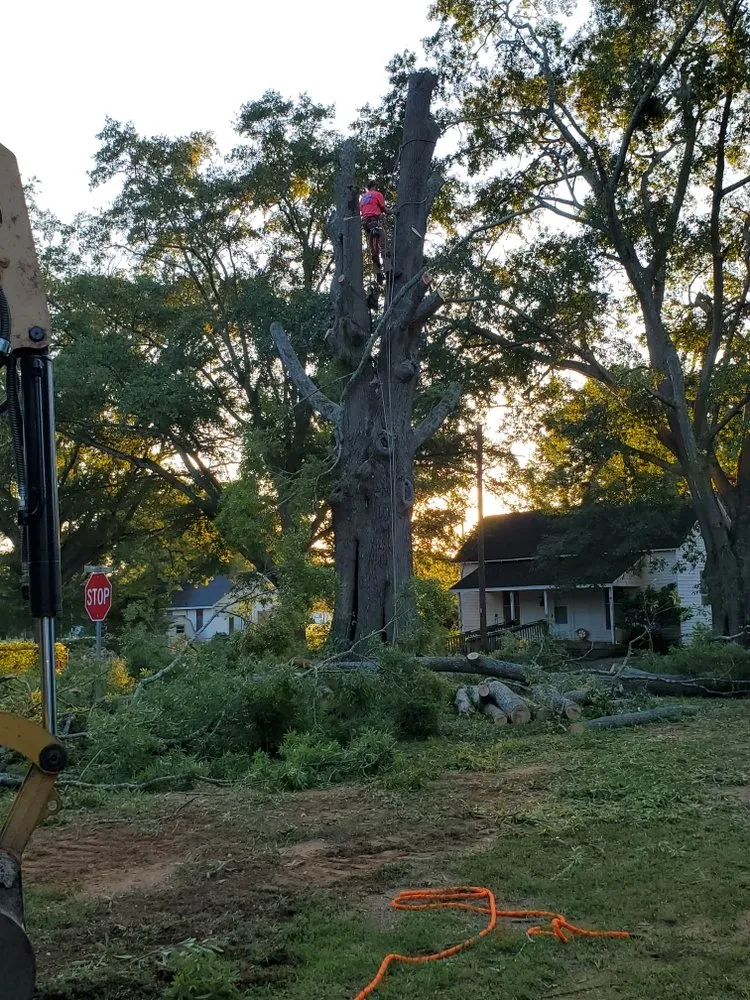 Trusted yard cleanup service in Union, SC by Taylor's Treescapes